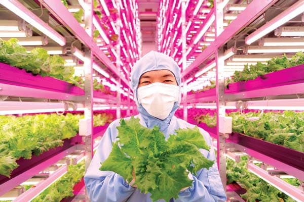 Mirai vertical farm